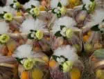 Fresh Sankranti Fruit Basket Gift | WrapArts